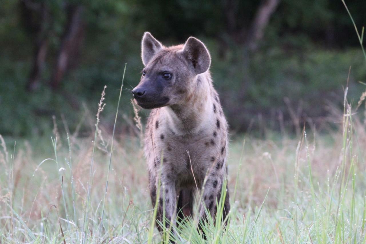 Tlou Safari Lodge Kasane Luaran gambar