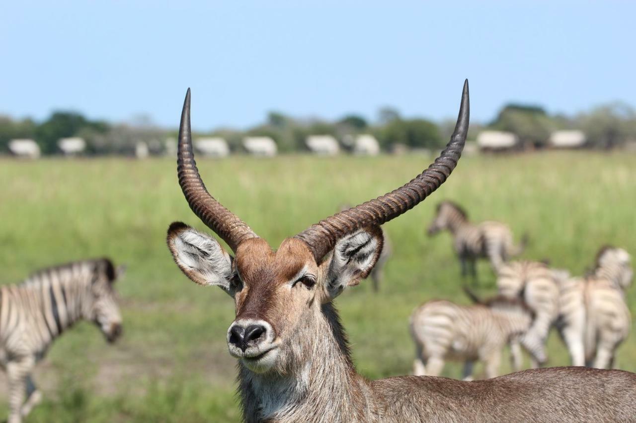 Tlou Safari Lodge Kasane Luaran gambar
