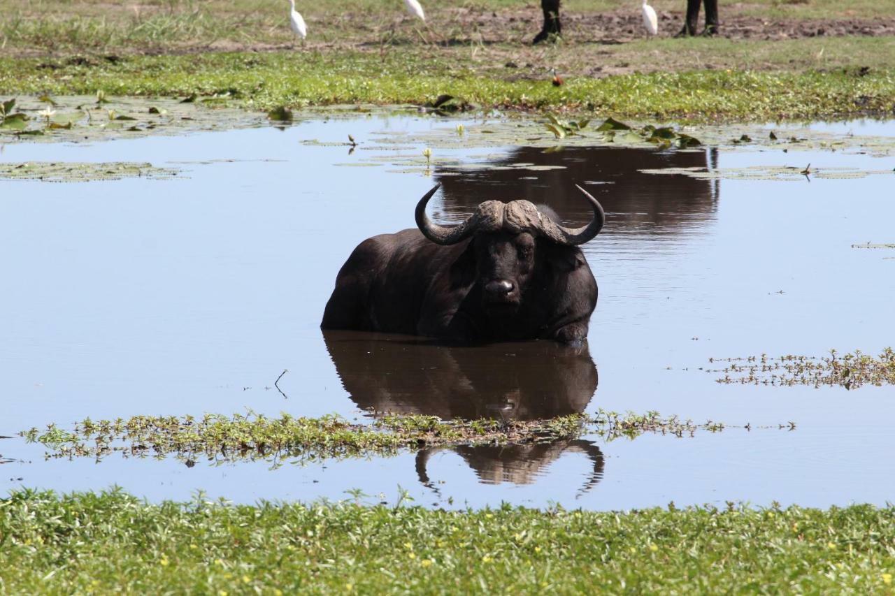 Tlou Safari Lodge Kasane Luaran gambar