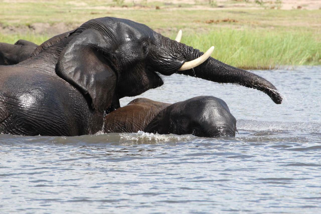 Tlou Safari Lodge Kasane Luaran gambar