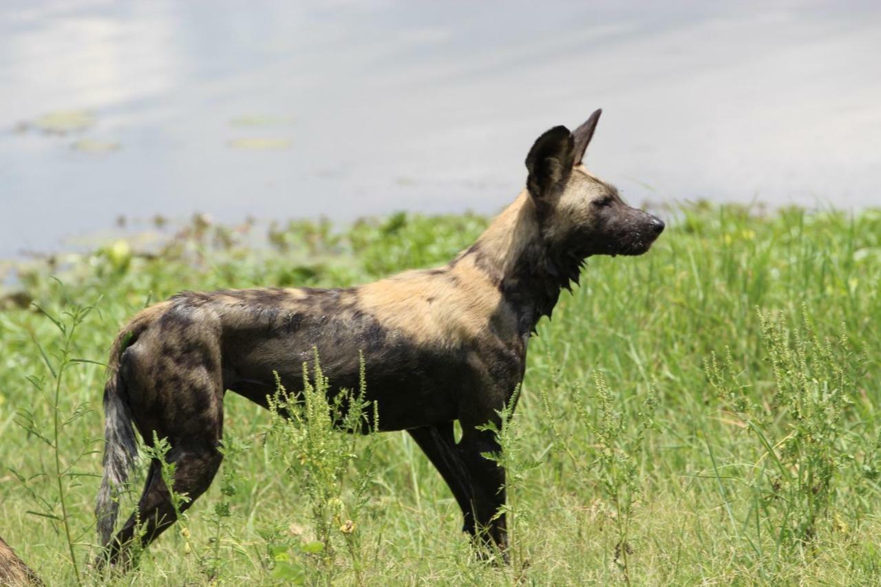 Tlou Safari Lodge Kasane Luaran gambar