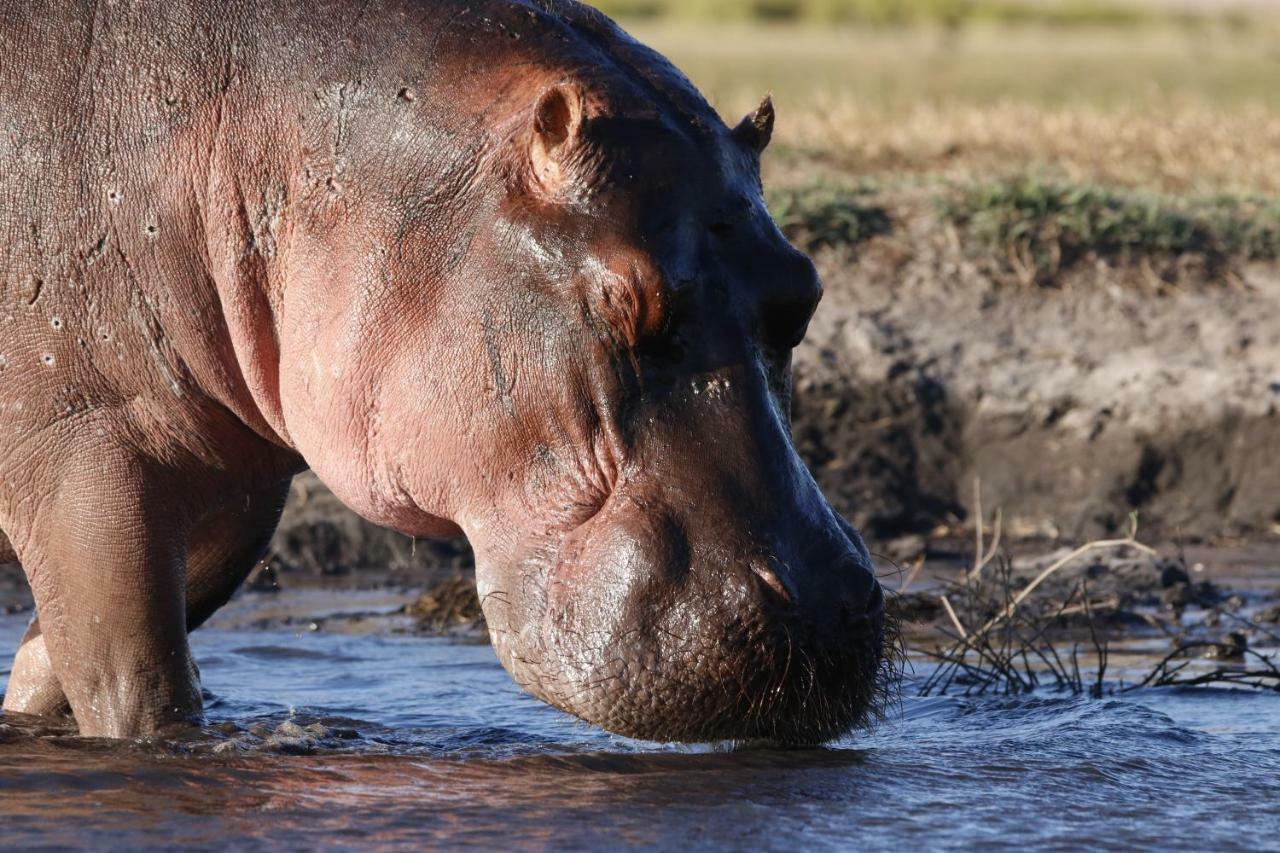 Tlou Safari Lodge Kasane Luaran gambar