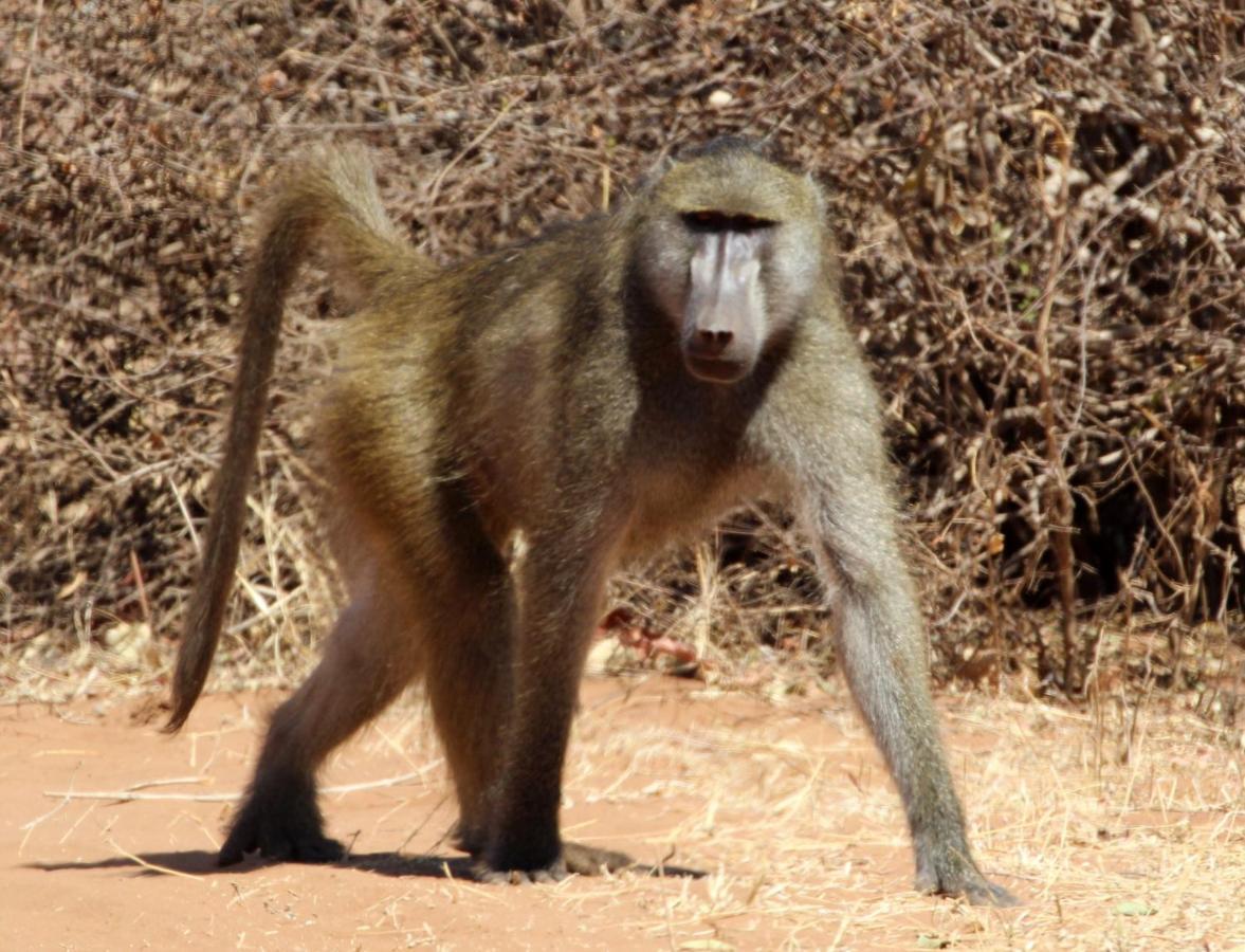 Tlou Safari Lodge Kasane Luaran gambar
