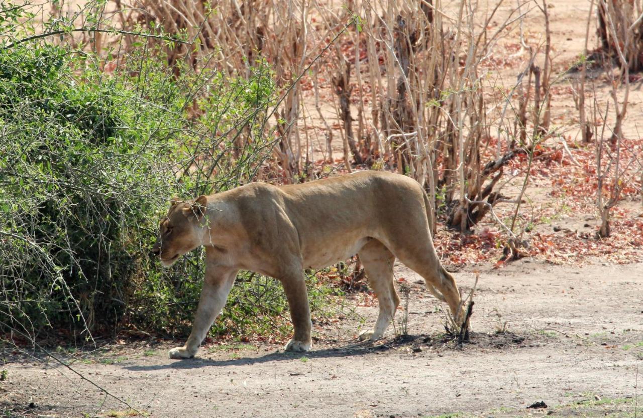 Tlou Safari Lodge Kasane Luaran gambar
