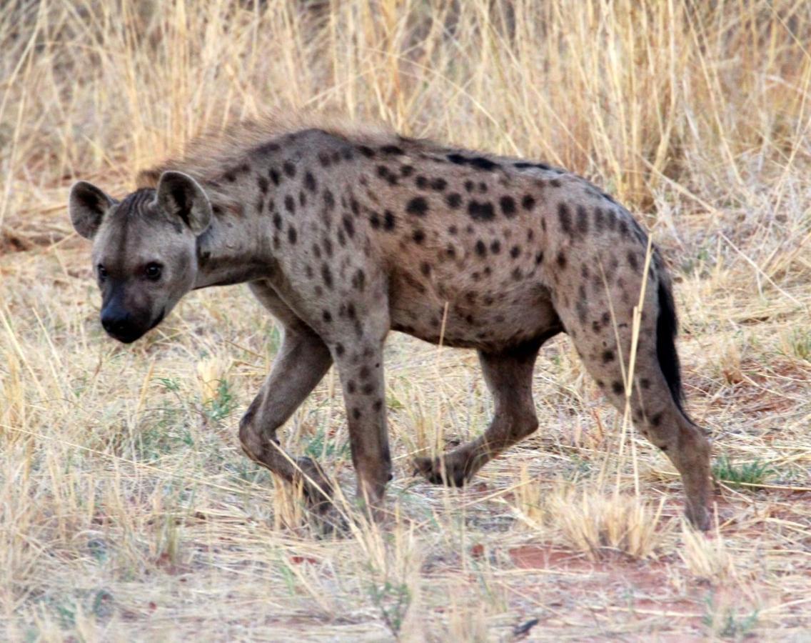 Tlou Safari Lodge Kasane Luaran gambar